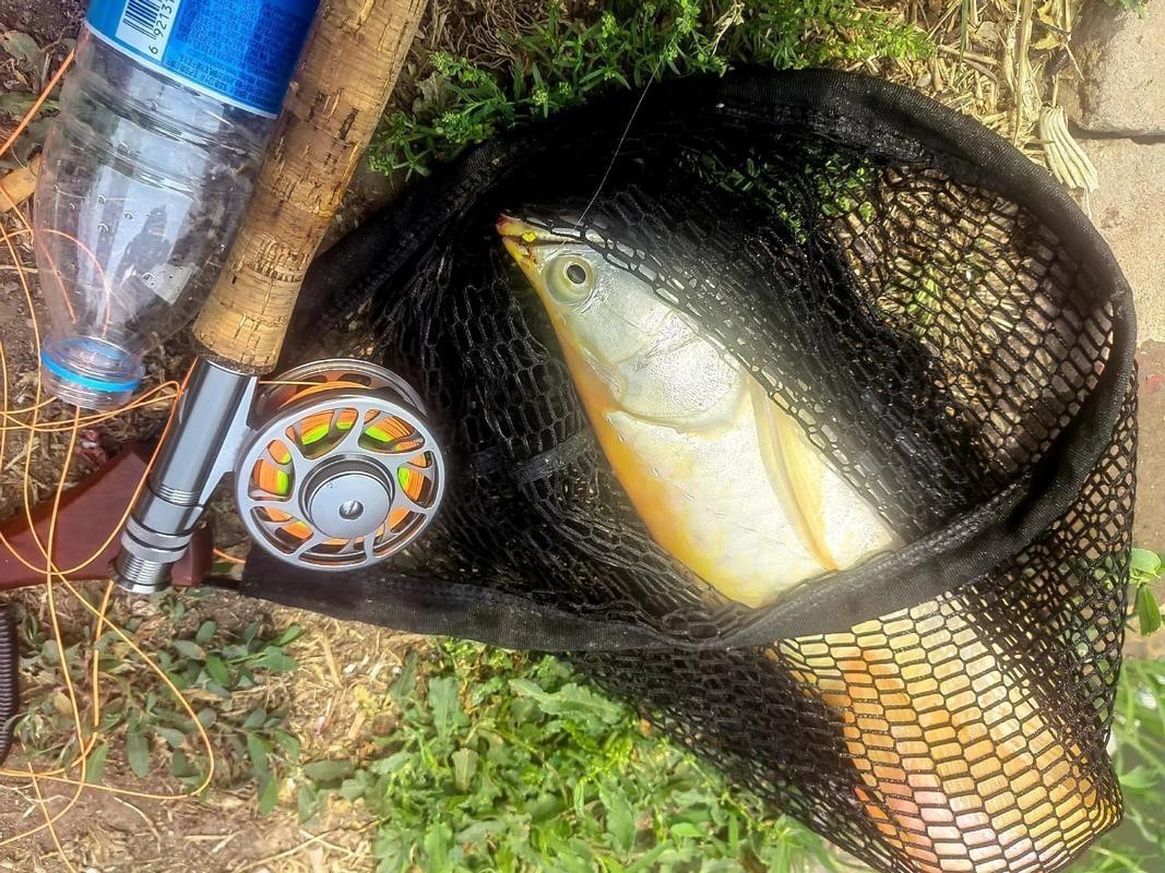 原神銀龍魚用什么魚餌
