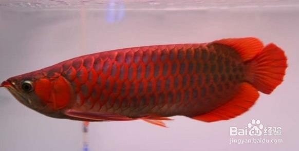 如何正確飼養孟吉爾紅龍F1？