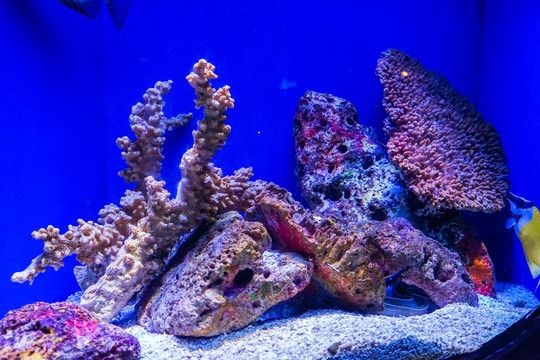 海底世界造景魚缸的價(jià)格：如何diy海底世界造景魚缸