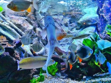 海底世界造景魚缸的價(jià)格：如何diy海底世界造景魚缸