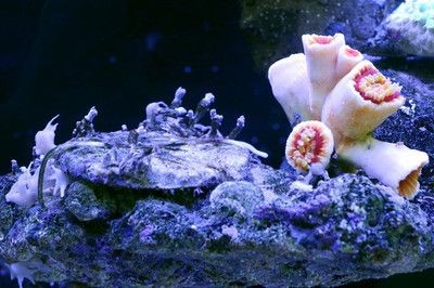 海底世界造景魚缸的價(jià)格：如何diy海底世界造景魚缸