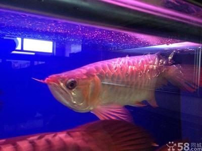 超血紅龍魚(yú)發(fā)色過(guò)程：超血紅龍魚(yú)發(fā)色過(guò)程詳細(xì)信息超血紅龍魚(yú)發(fā)色過(guò)程