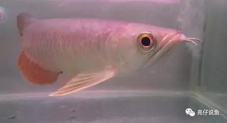 超血紅龍魚(yú)發(fā)色過(guò)程：超血紅龍魚(yú)發(fā)色過(guò)程詳細(xì)信息超血紅龍魚(yú)發(fā)色過(guò)程