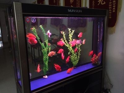 海洋館觀賞魚缸的選擇：海洋館觀賞魚缸是一種常用于海洋館、水族館、水族館等場所
