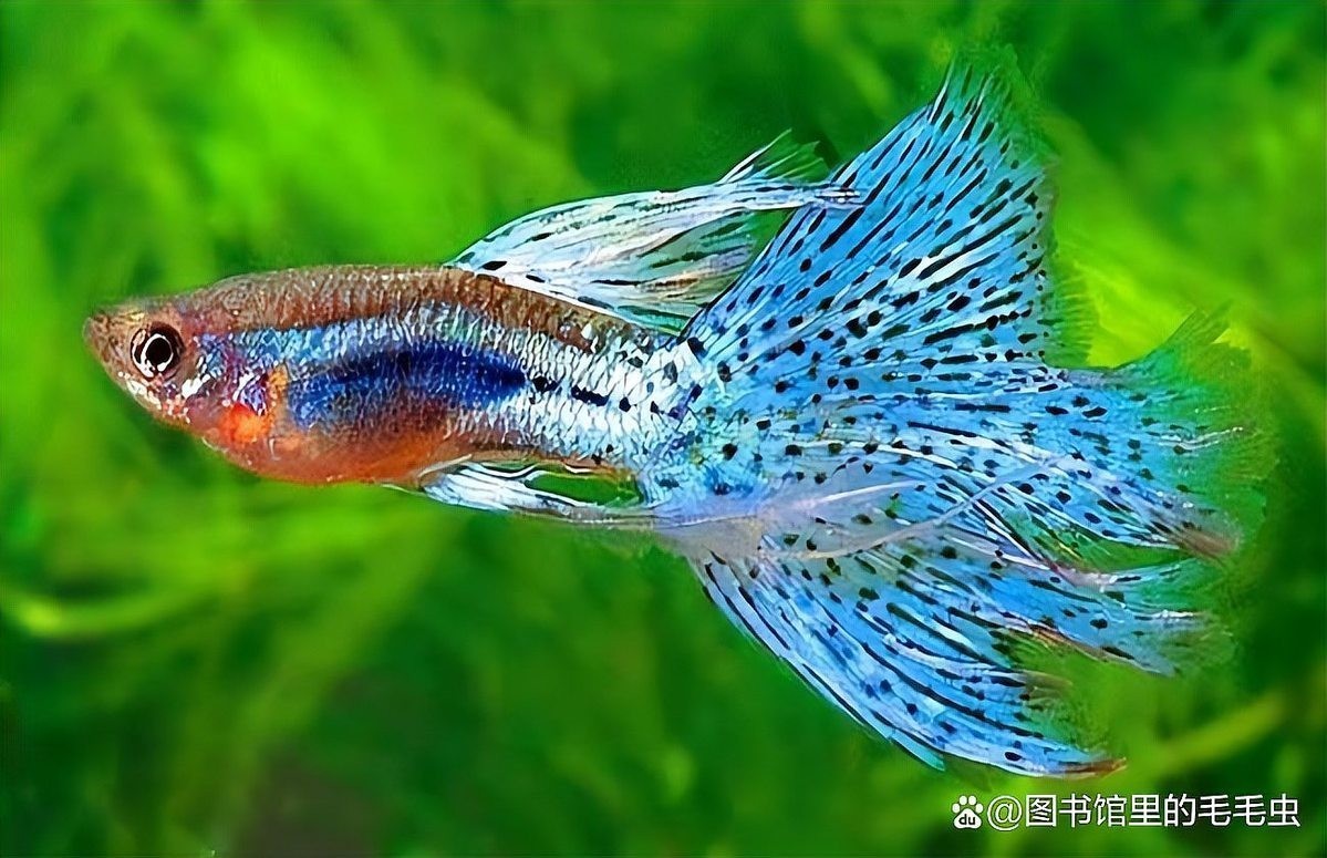 十大最耐養的孔雀魚 十大最耐養的孔雀魚 2025長城杯龍魚大賽 第5張