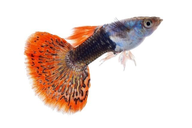十大最耐養的孔雀魚