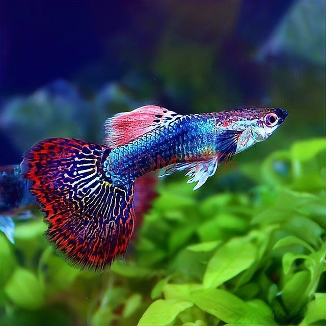 十大最耐養的孔雀魚