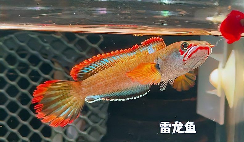 虎紋恐龍魚市場價(jià)