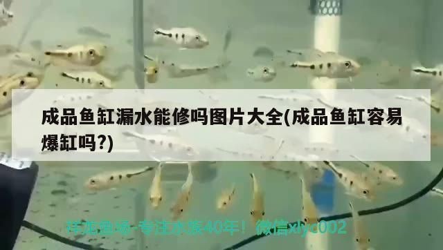 什么樣的魚缸容易爆缸：容易爆缸的魚缸類型和預防措施，魚缸安全加固方法有哪些