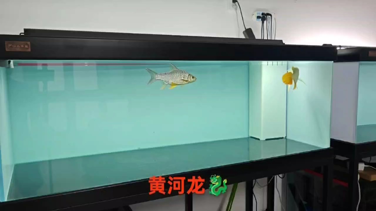 需要高端龍魚，高品質速凍魚食的老板聯