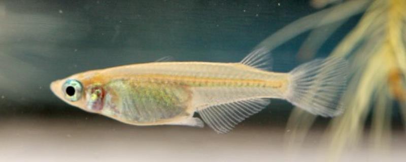 青鳉和什么魚混養最好