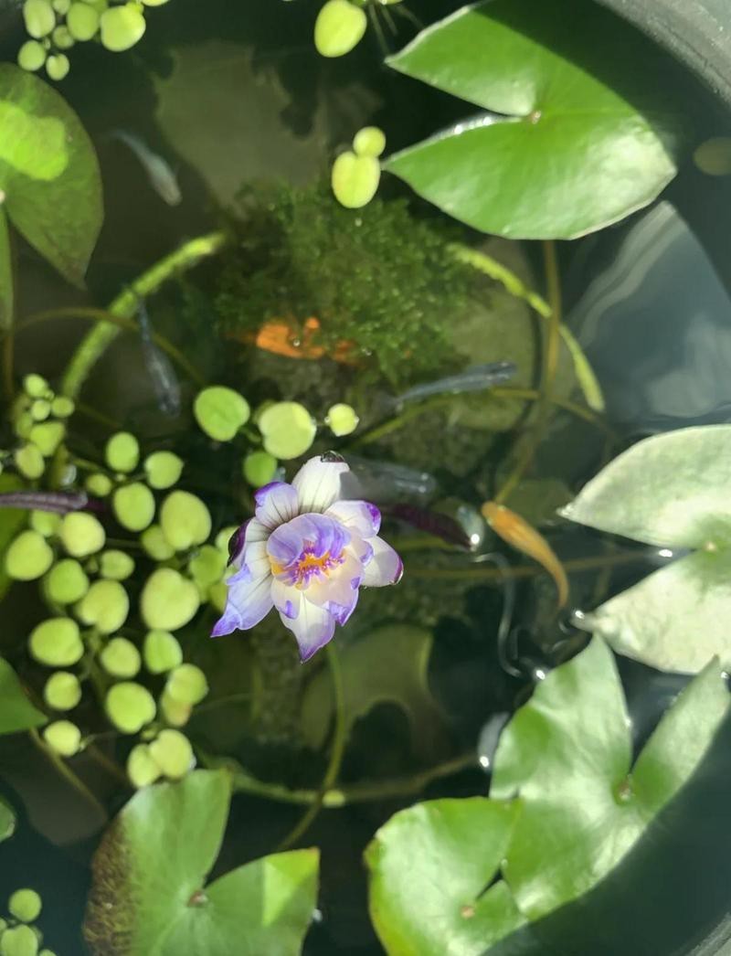 青鳉和什么魚混養最好