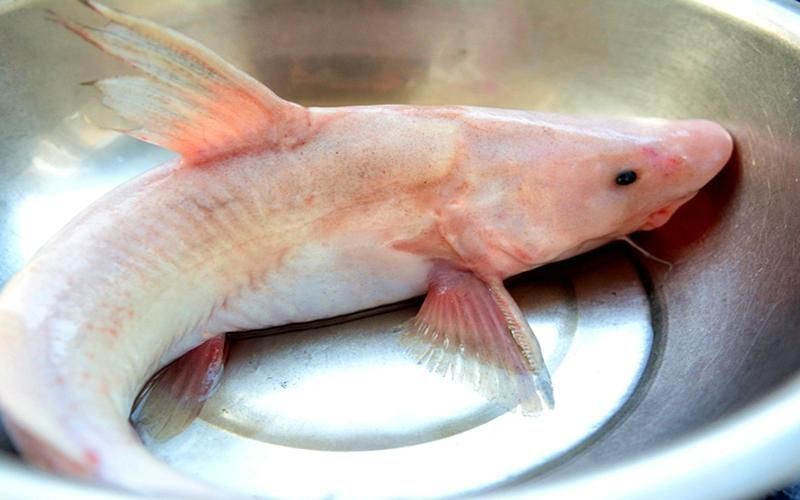 鮰魚圖片