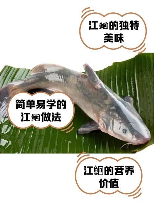鮰魚圖片