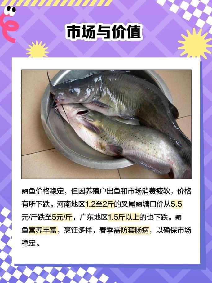 鮰魚圖片
