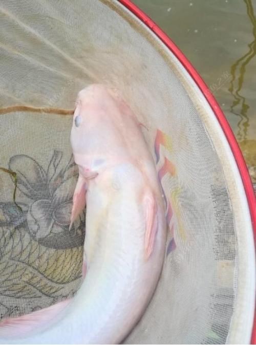 鮰魚圖片