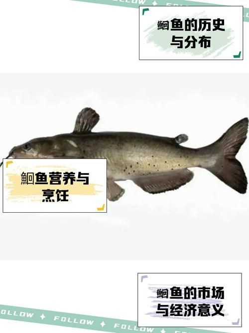 鮰魚圖片