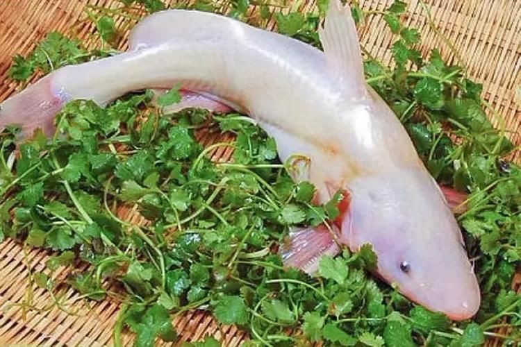 鮰魚圖片