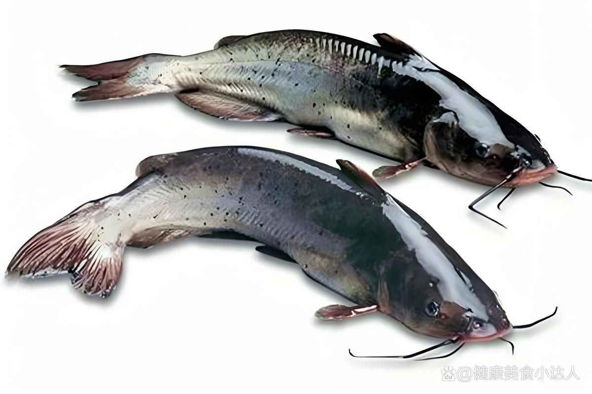 鮰魚圖片