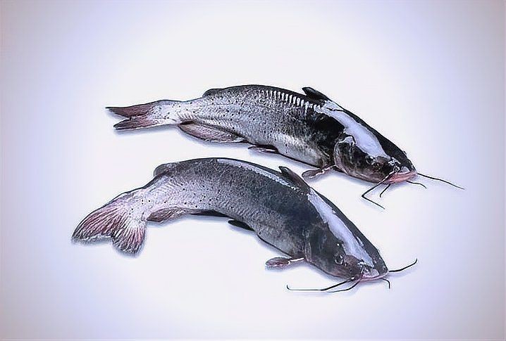鮰魚圖片