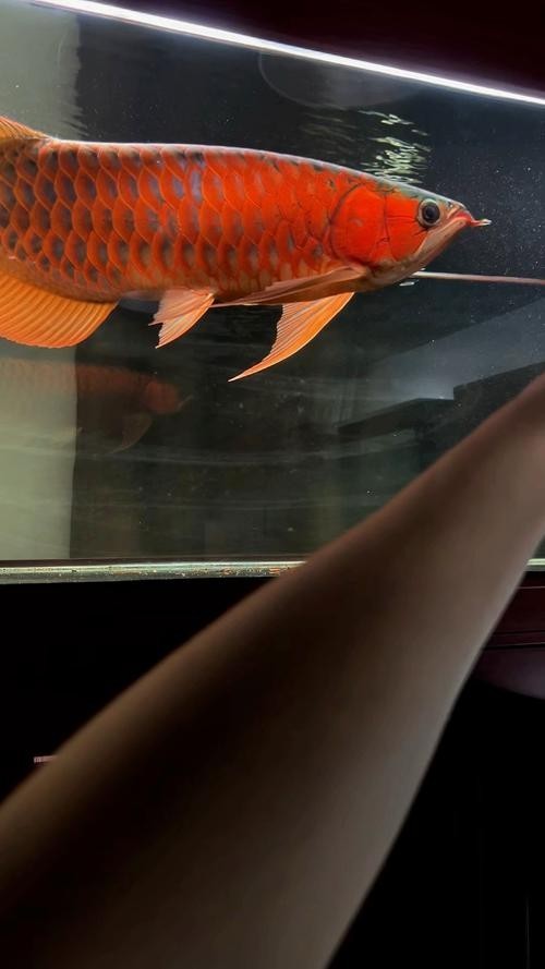 安巴旺紅龍魚(yú)