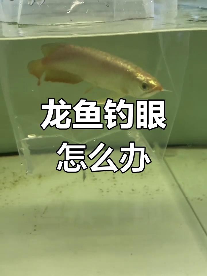 龍魚掉眼手術風險大嗎