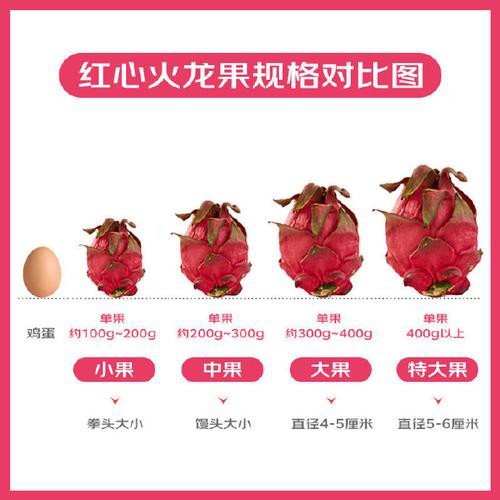 如何挑選新鮮的紅心火龍果？