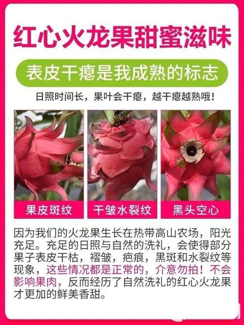 如何挑選新鮮的紅心火龍果？