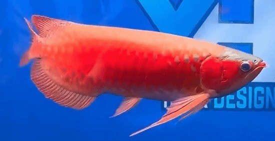 龍魚冠軍多少錢 龍魚冠軍多少錢 2025長城杯龍魚大賽 第11張