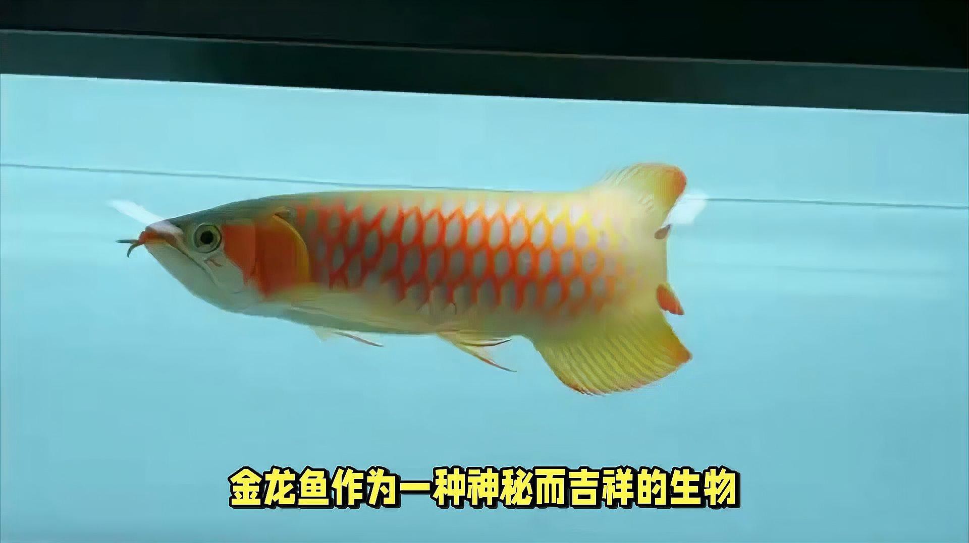 金龍魚富貴視頻播放 金龍魚富貴視頻播放 龍魚論壇 第1張