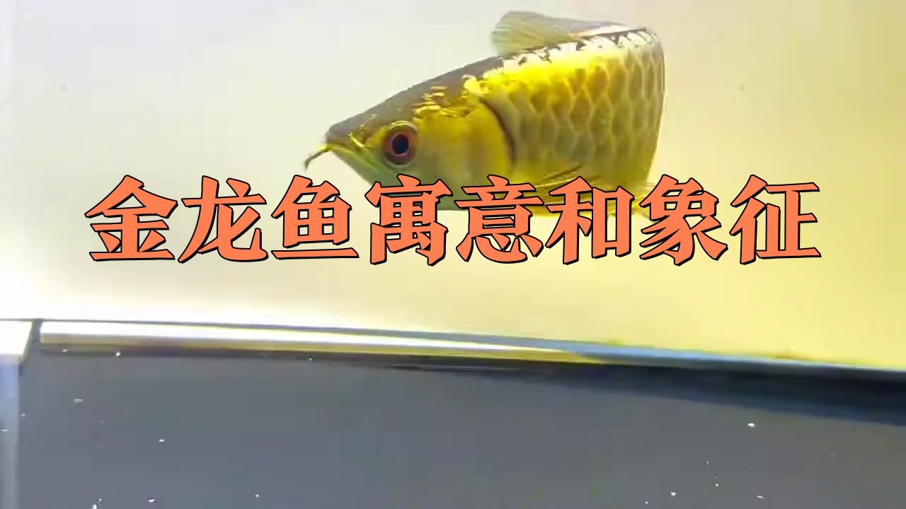 金龍魚富貴視頻播放 金龍魚富貴視頻播放 龍魚論壇 第2張