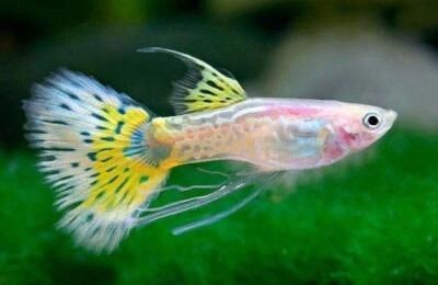 魚缸生態系統維護了解如何維護一個健康的魚缸生態系統：如何清理魚缸？
