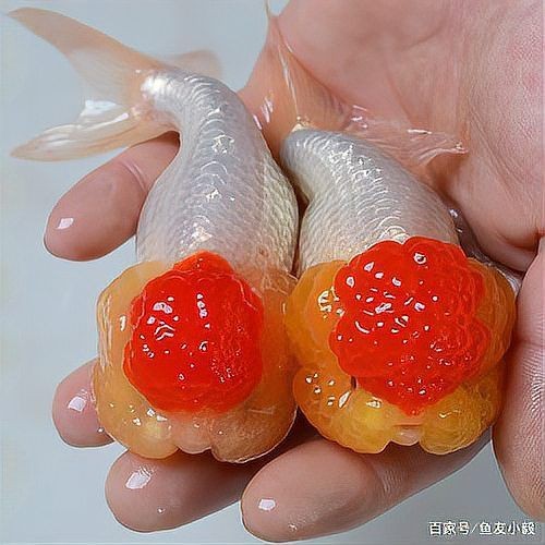 紅頭觀賞魚 紅頭觀賞魚 龍魚論壇 第5張