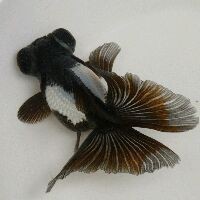 紅頭觀賞魚 紅頭觀賞魚 龍魚論壇 第6張