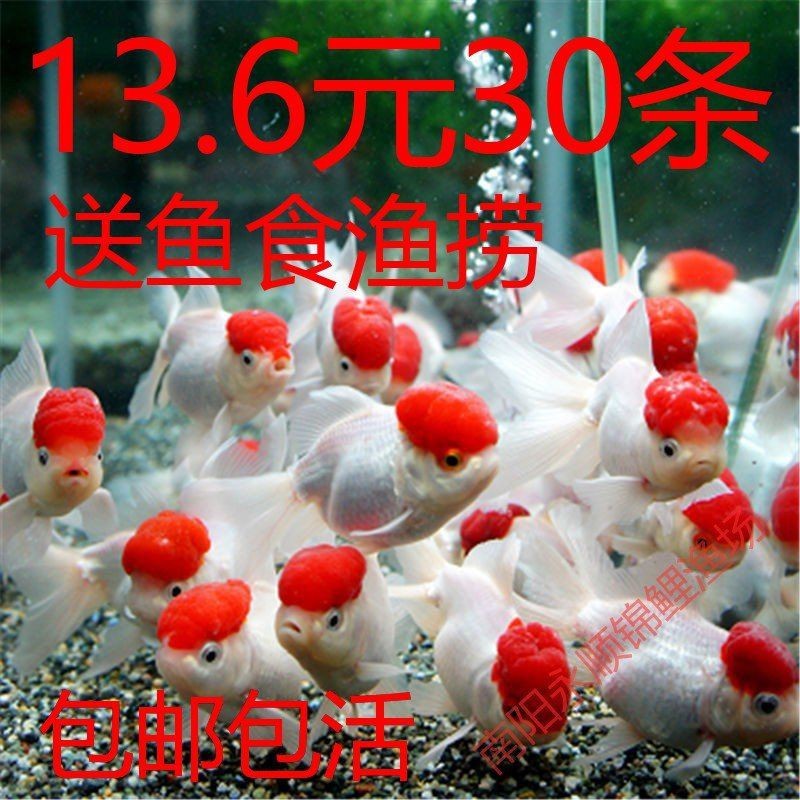 紅頭觀賞魚 紅頭觀賞魚 龍魚論壇 第11張
