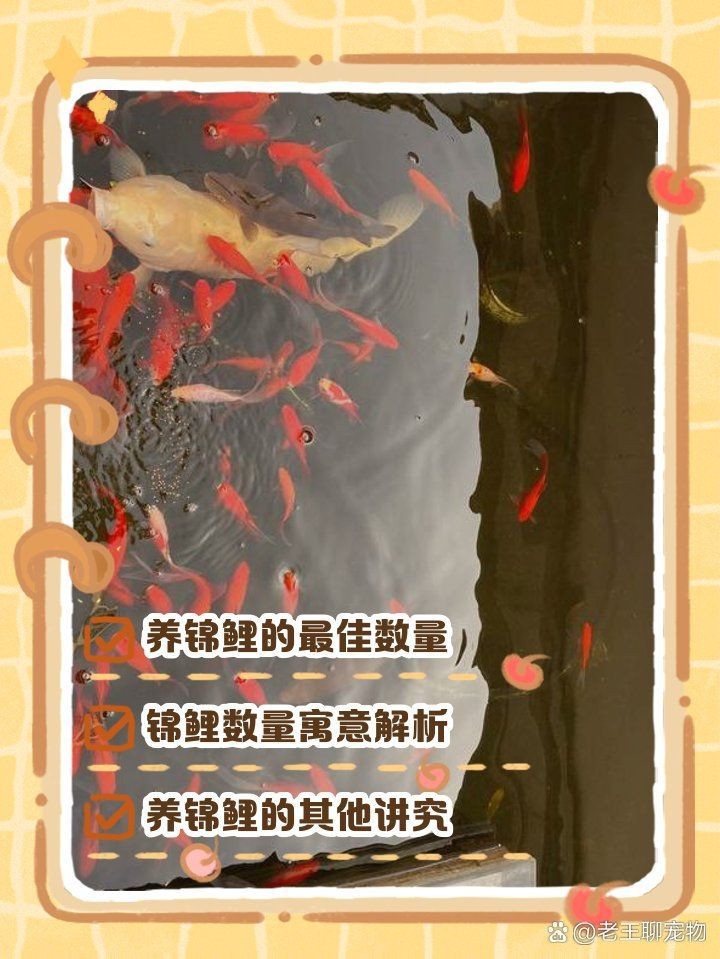 紅鯉魚養幾條最吉利