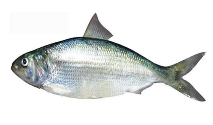 鰣魚為何被國家禁止