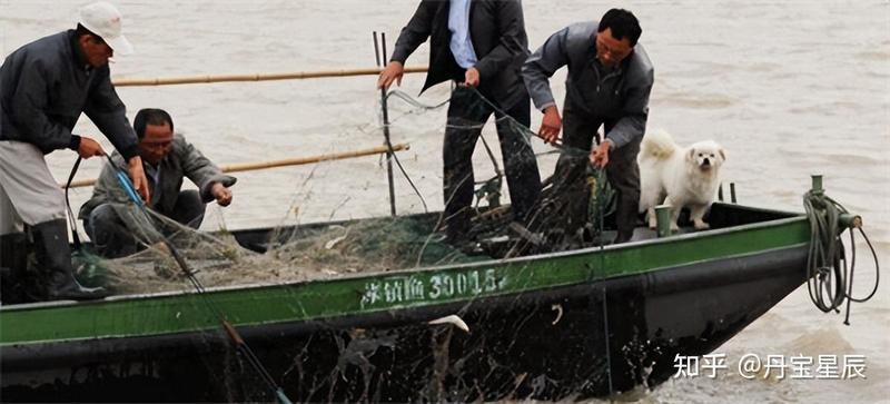 鰣魚為何被國家禁止