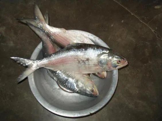 鰣魚為何被國家禁止