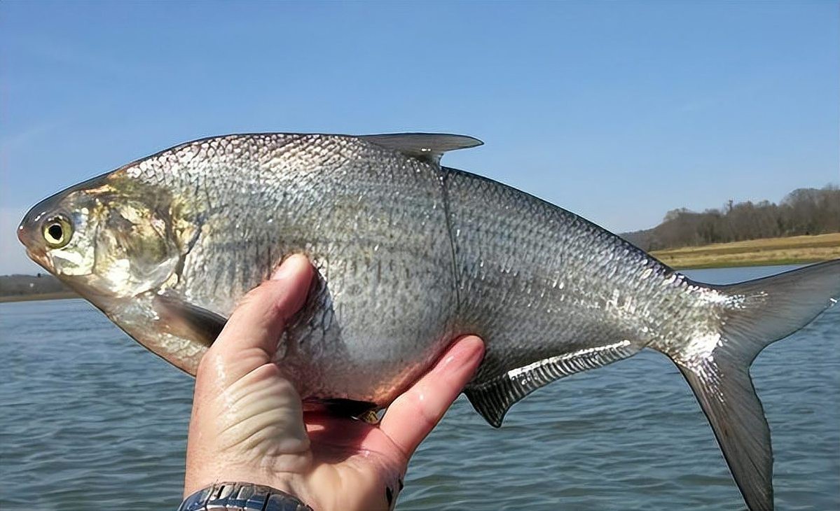 鰣魚為何被國家禁止
