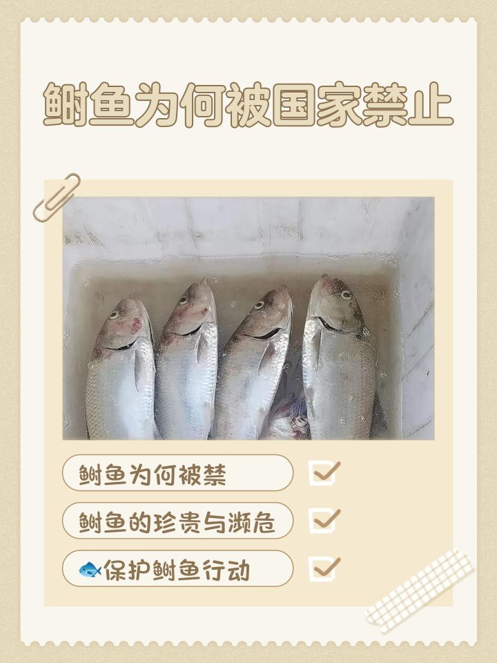 鰣魚為何被國家禁止
