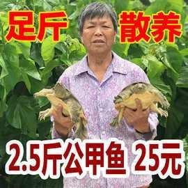 還有哪些地方可以購買到龍魚？