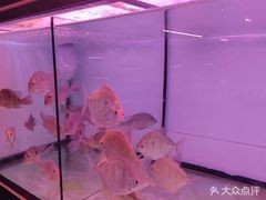 還有哪些地方可以購買到龍魚？