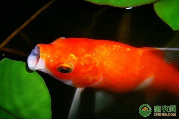龍魚和錦鯉哪個壽命更長？