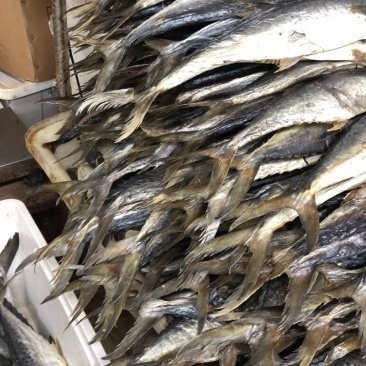 廣州哪里有魚雜批發(fā)? 2025長城杯龍魚大賽 第9張 廣州哪里有魚雜批發(fā)? 廣州哪里有魚雜批發(fā)? 2025長城杯龍魚大賽 第9張
