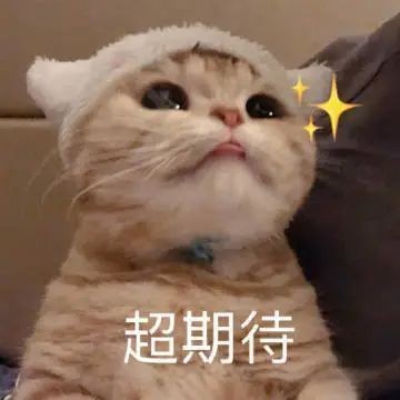 廣州哪里有魚雜批發(fā)? 2025長城杯龍魚大賽 第4張 廣州哪里有魚雜批發(fā)? 廣州哪里有魚雜批發(fā)? 2025長城杯龍魚大賽 第4張