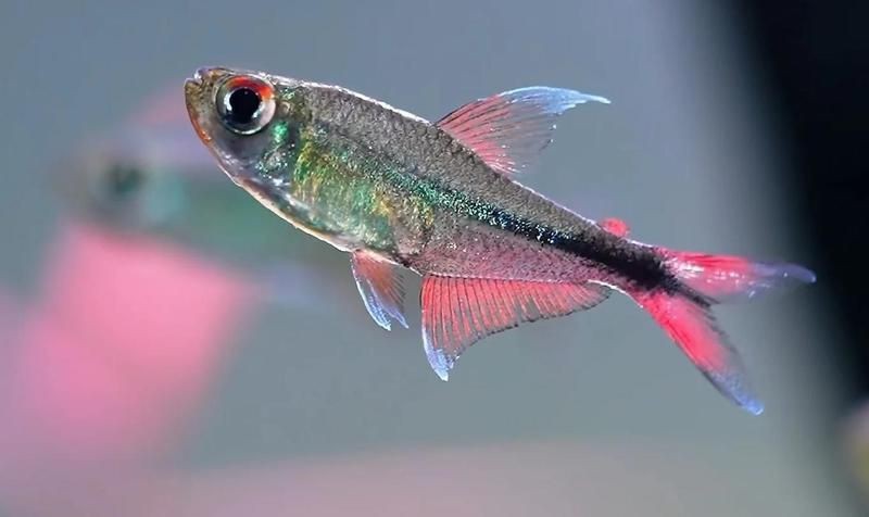 紅勾銀板魚