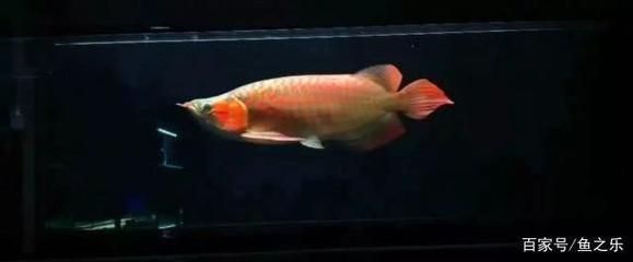 網(wǎng)購龍魚哪個平臺好一點（龍巔魚鄰如果您更注重交流和獲取全面信息）
