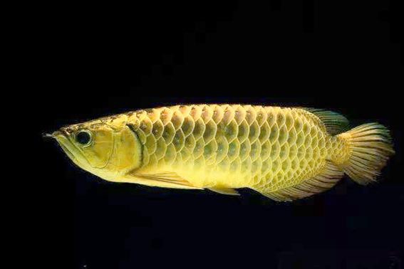 小金龍魚多少錢一條圖片大全