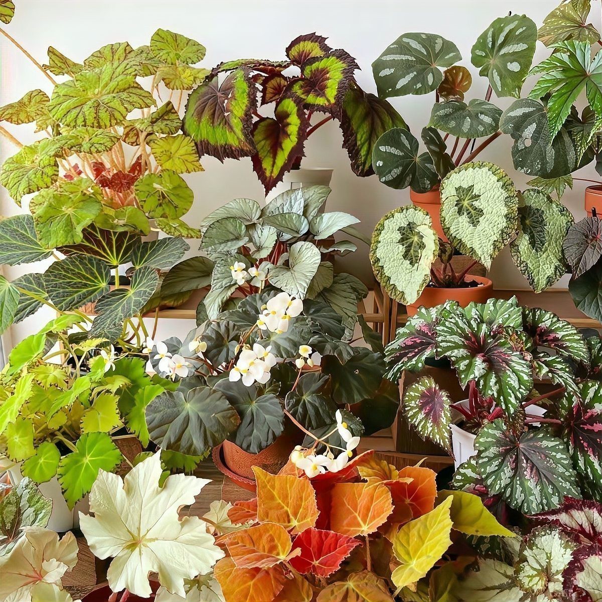 如何區分頂芽瘦螨和葉銹螨？